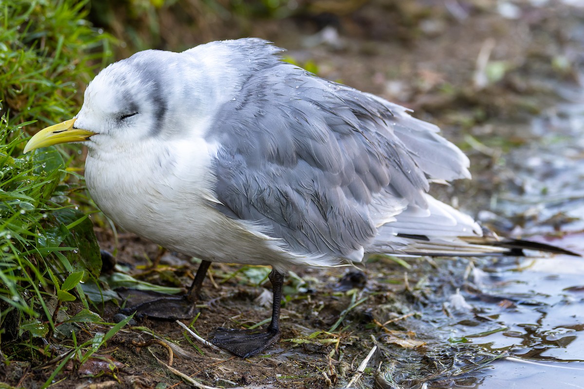 Mouette tridactyle - ML484073121