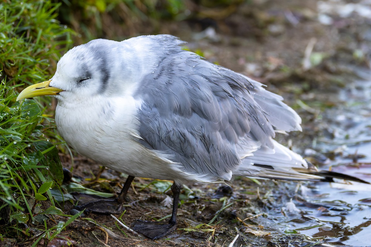 Mouette tridactyle - ML484073131