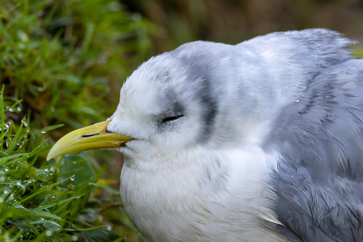 Mouette tridactyle - ML484073141
