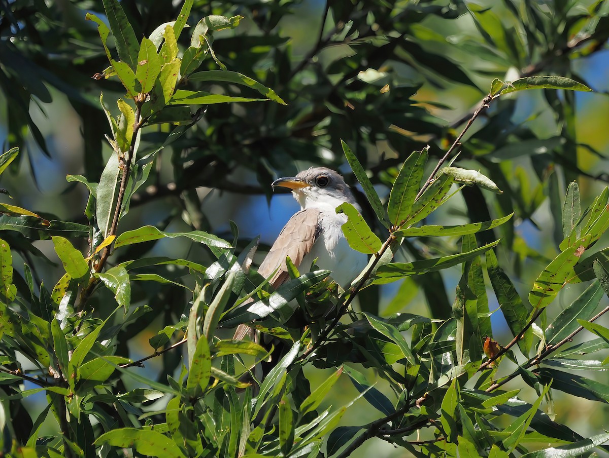 Yellow-billed Cuckoo - ML484075351