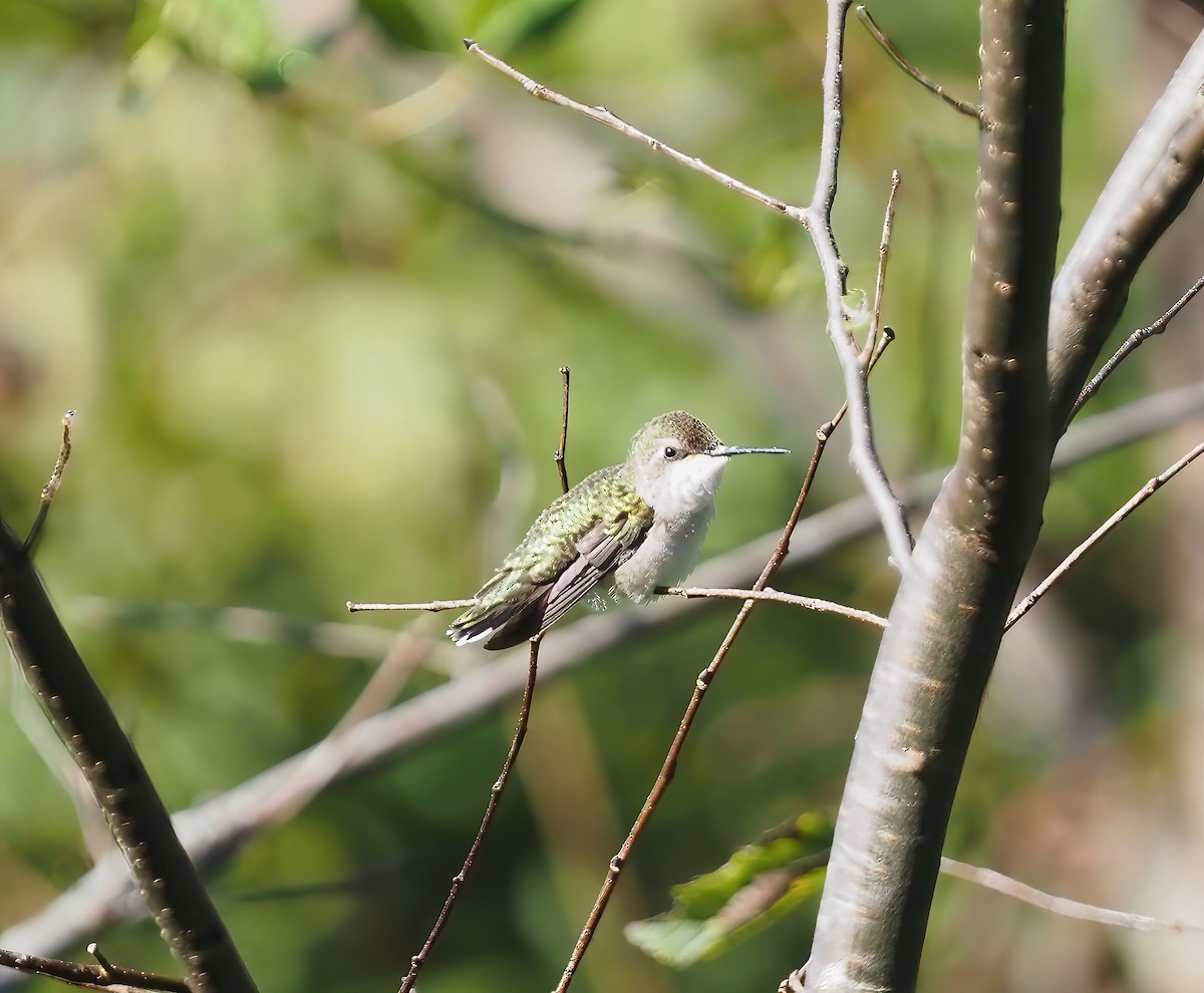 Ruby-throated Hummingbird - ML484075391