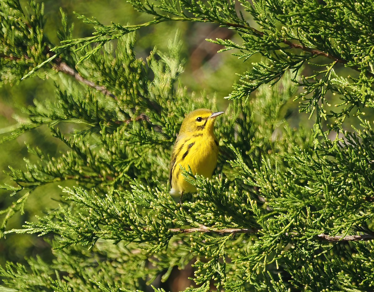 Prairie Warbler - ML484075551