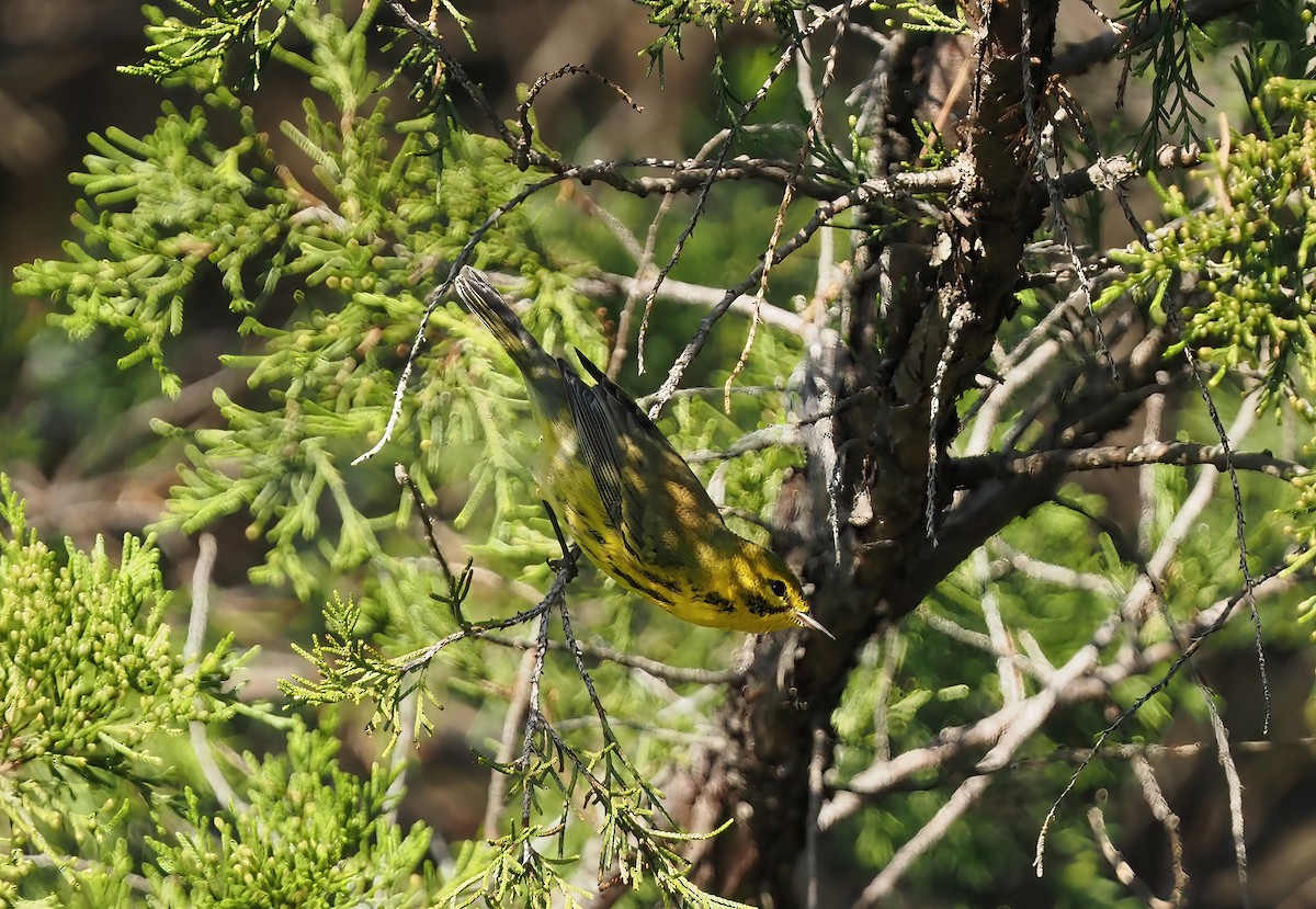 Prairie Warbler - ML484075571