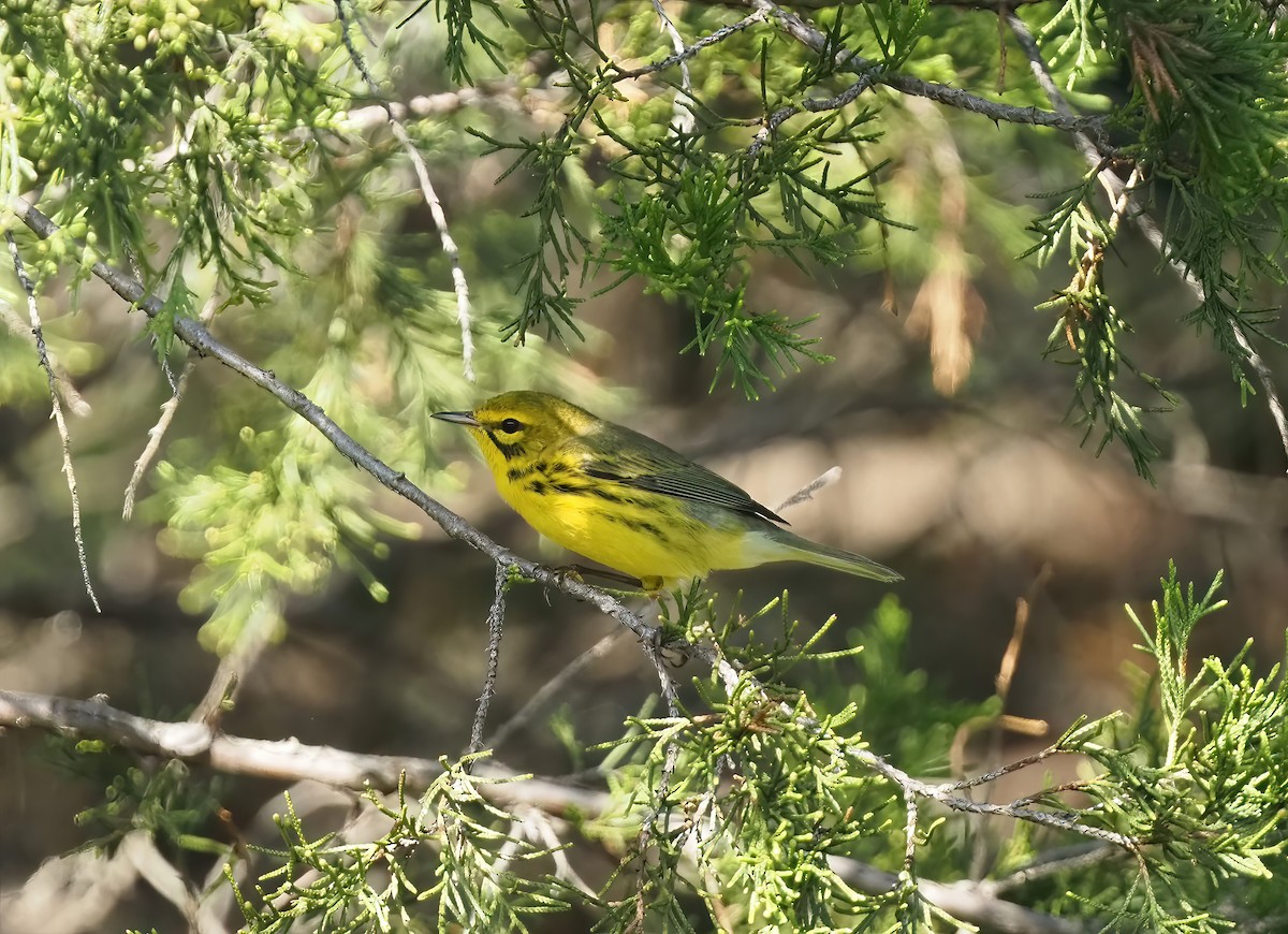 Prairie Warbler - ML484075681