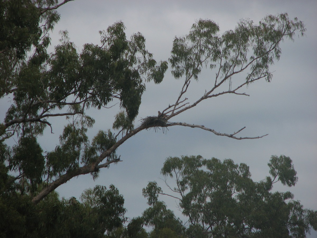 Red Goshawk - ML48407621