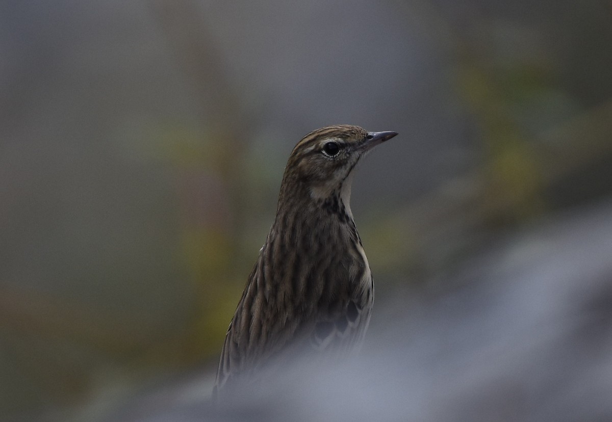 Rosy Pipit - ML484077241