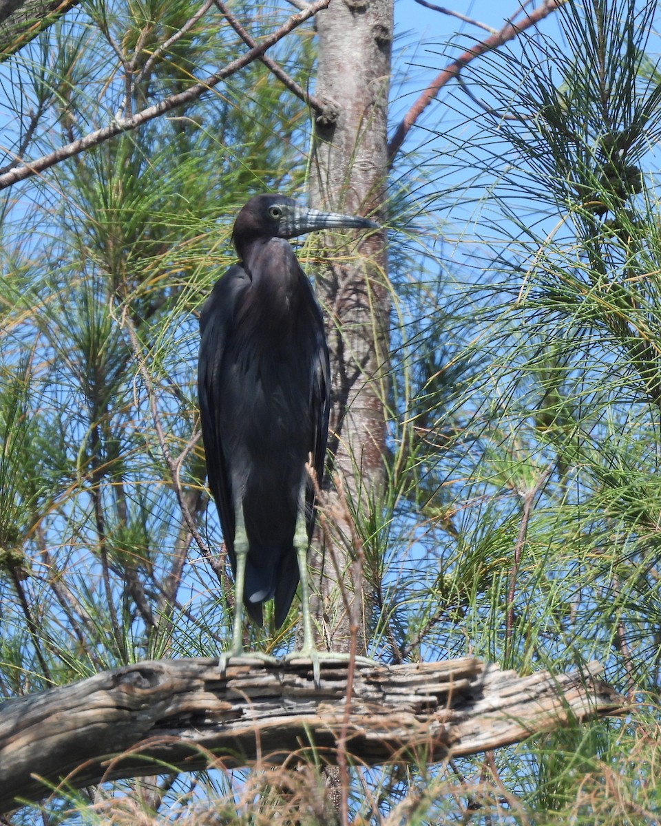 Little Blue Heron - ML484077371