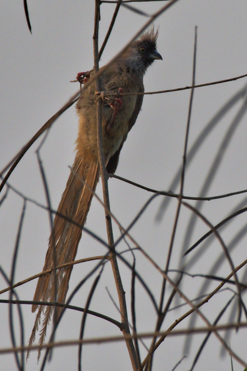 Red-backed Mousebird - ML484078081
