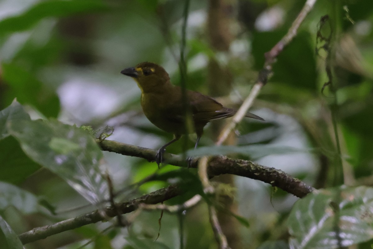 Lemon-spectacled Tanager - Fabio Olmos