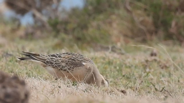 Eurasian Dotterel - ML484079201