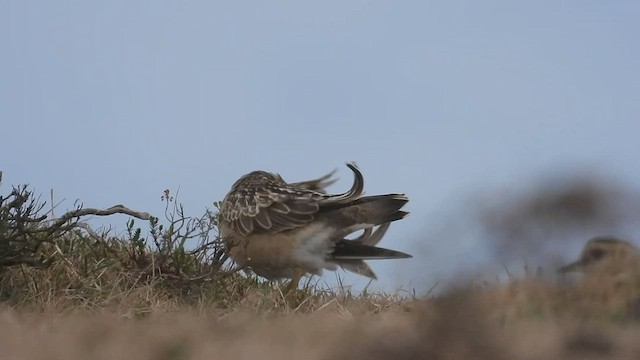 חופמי ערבה - ML484079211