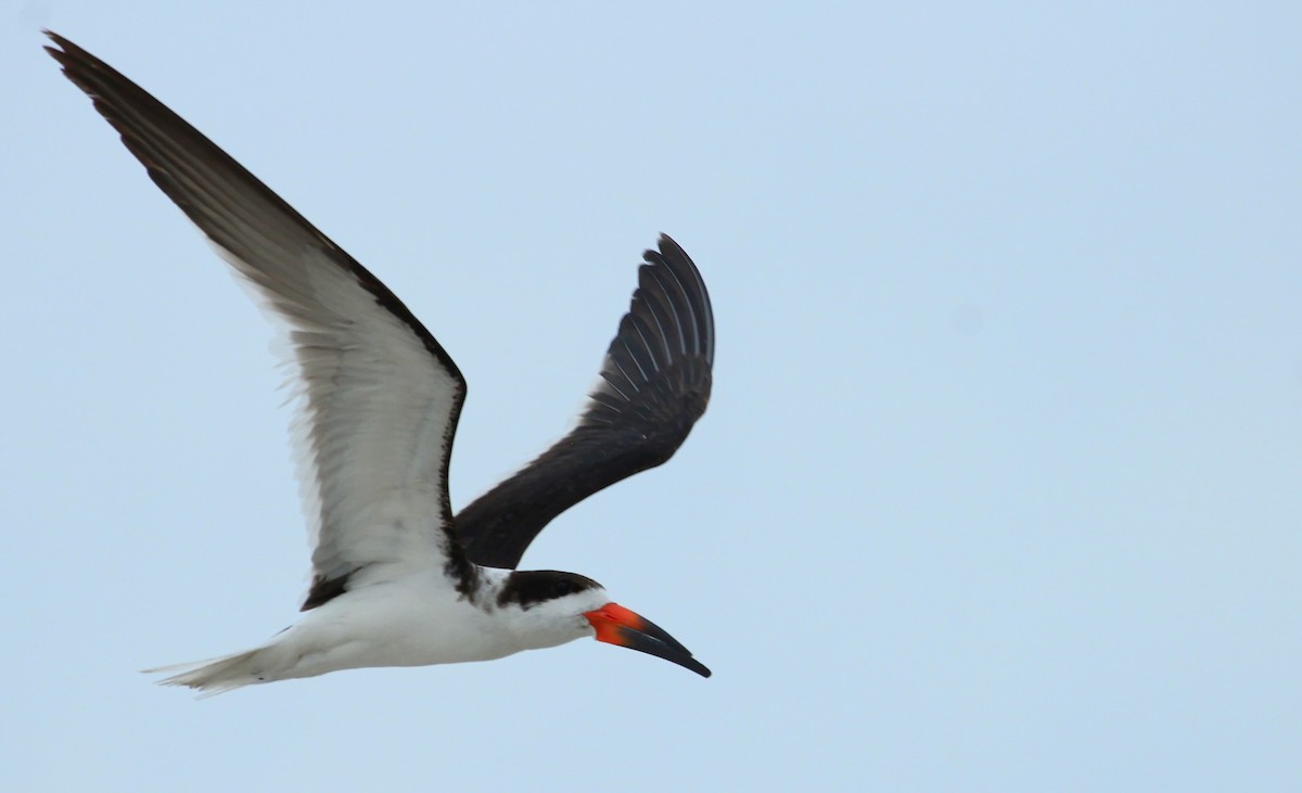 Black Skimmer - ML48407931