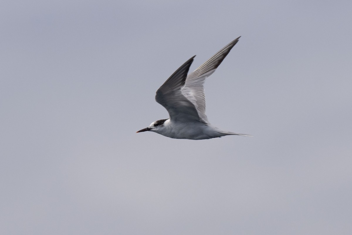 Common Tern - Andrew Newmark