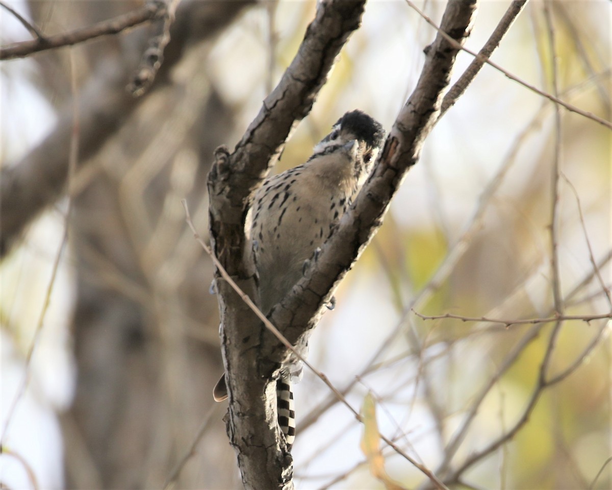 Ladder-backed Woodpecker - ML48408051