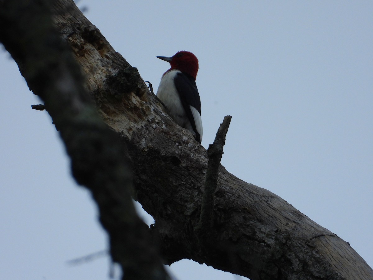 Red-headed Woodpecker - ML484080591