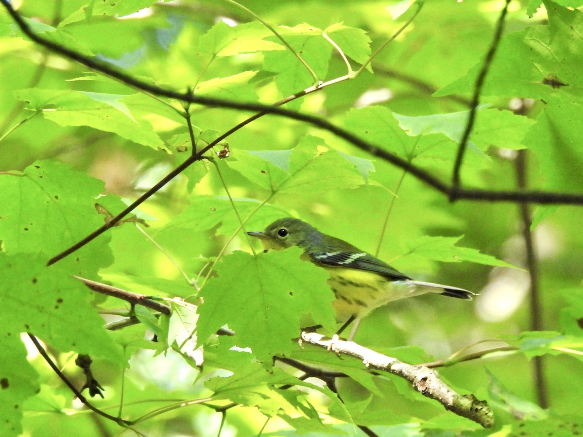 Magnolia Warbler - Victoria  Sindlinger