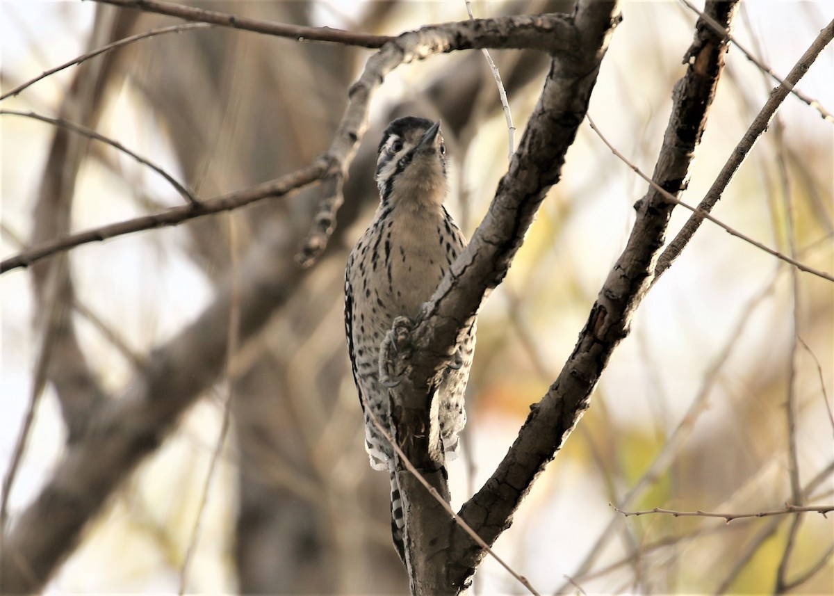 Ladder-backed Woodpecker - ML48408061