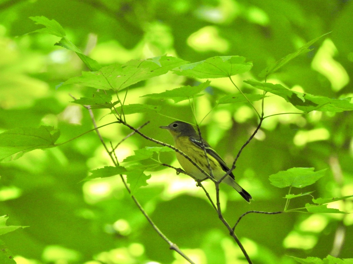 Magnolia Warbler - ML484080611