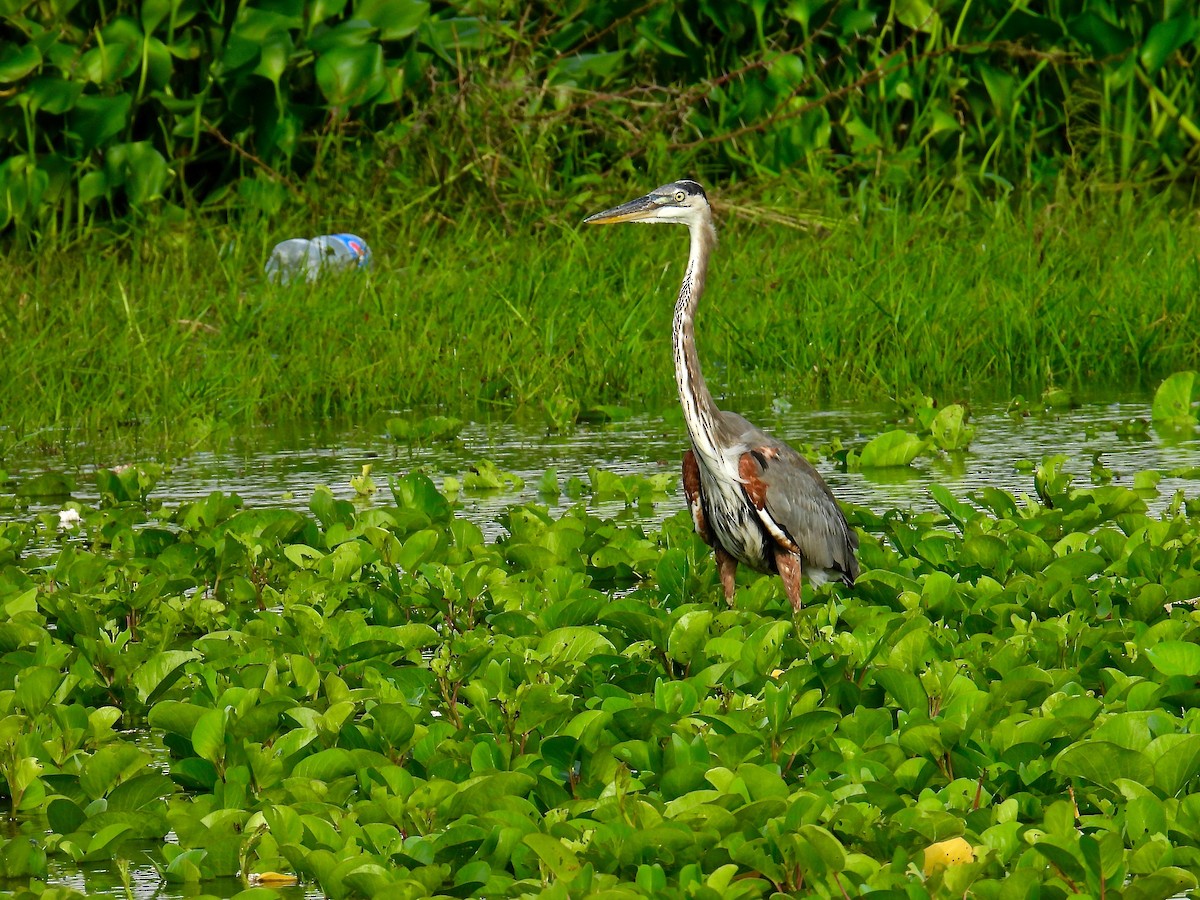 Garza Azulada - ML484081671