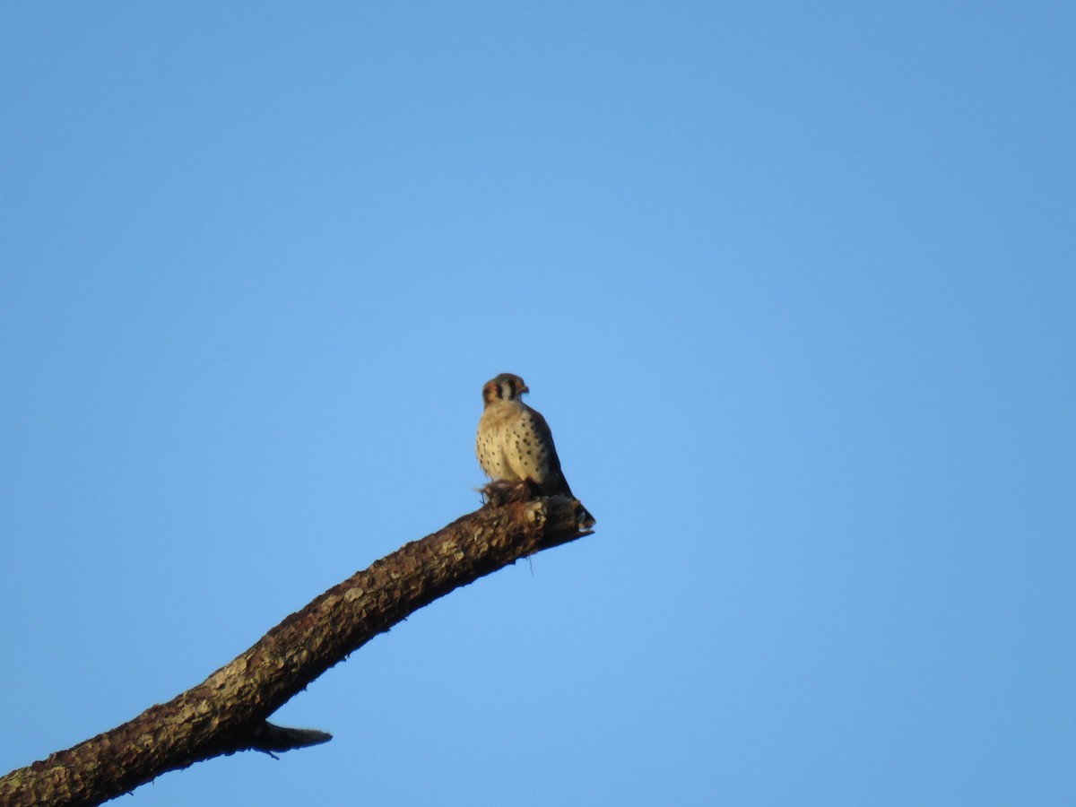 American Kestrel - Carlos Sandoval