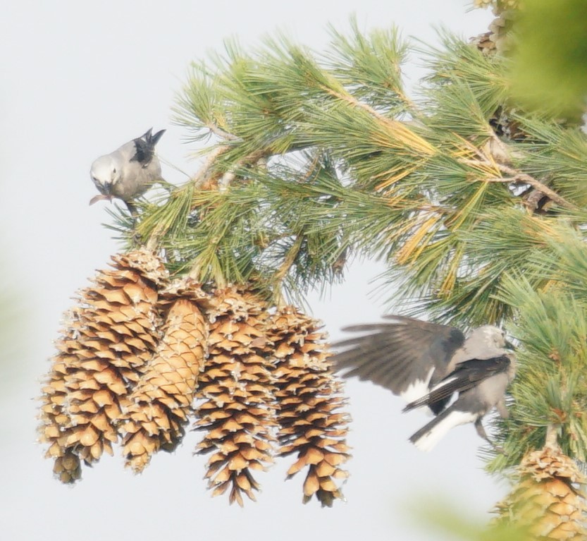 Clark's Nutcracker - ML484082401