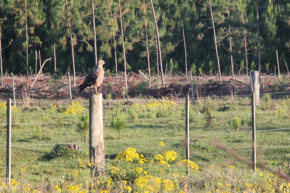 Savanna Hawk - jenny angarita baez