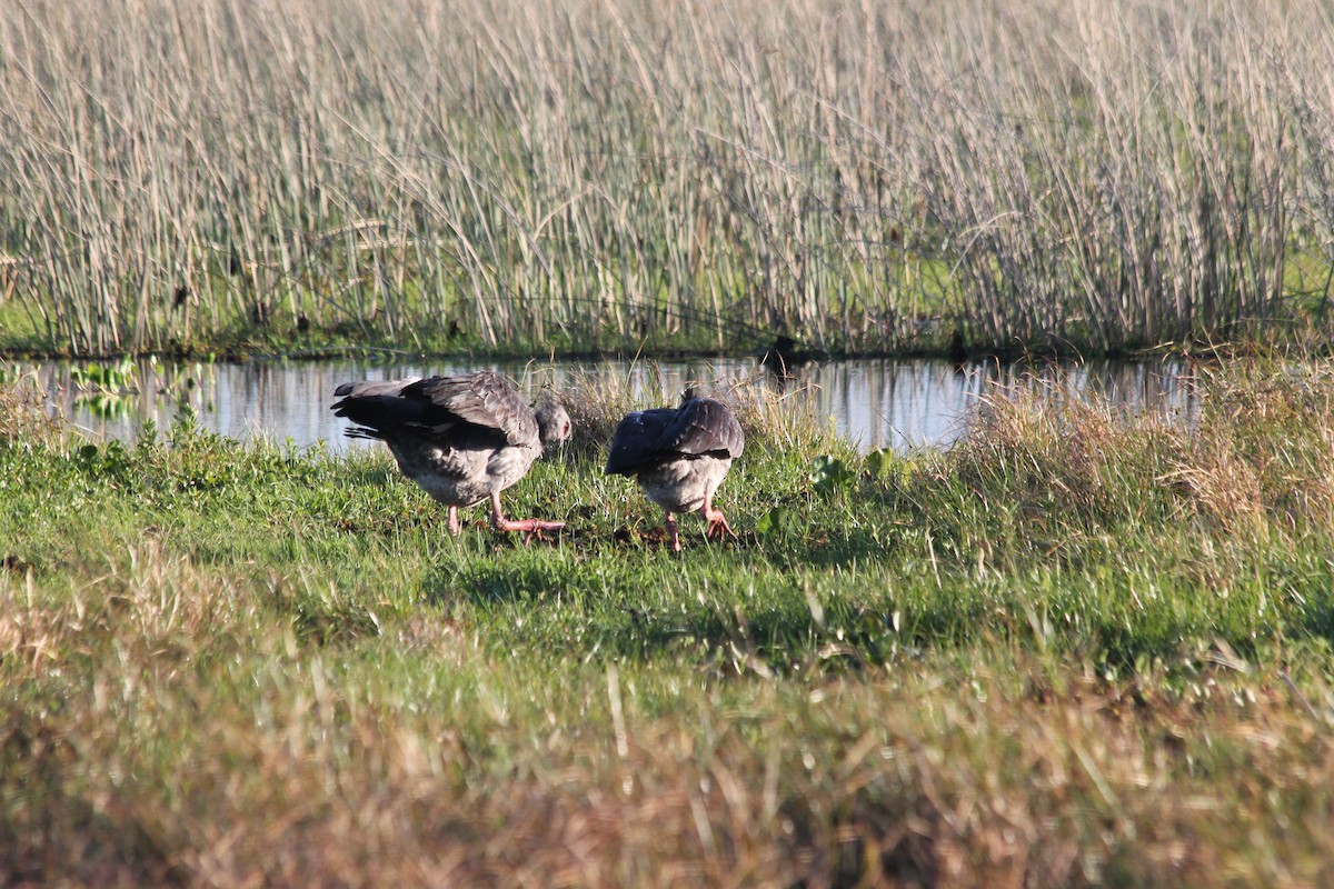 Southern Screamer - ML484085681
