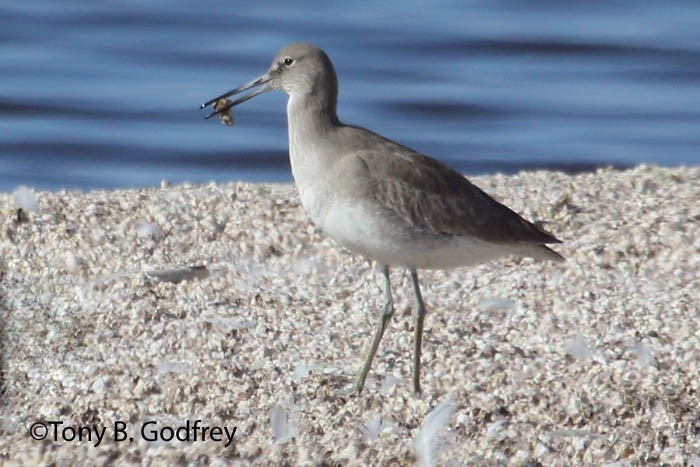 Willet - Tony Godfrey