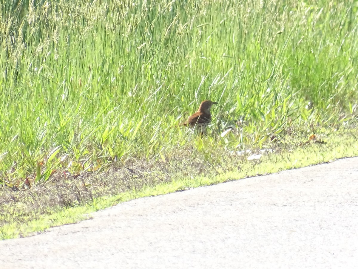 Brown Thrasher - ML484088811