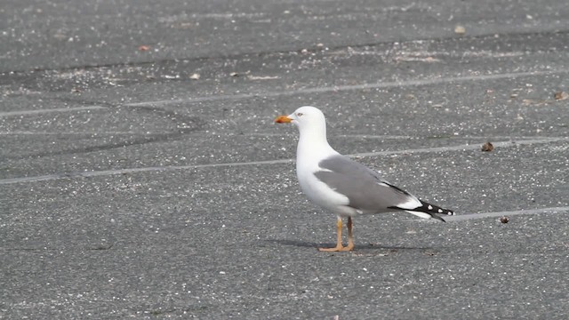 Herring x Lesser Black-backed Gull (hybrid) - ML484089