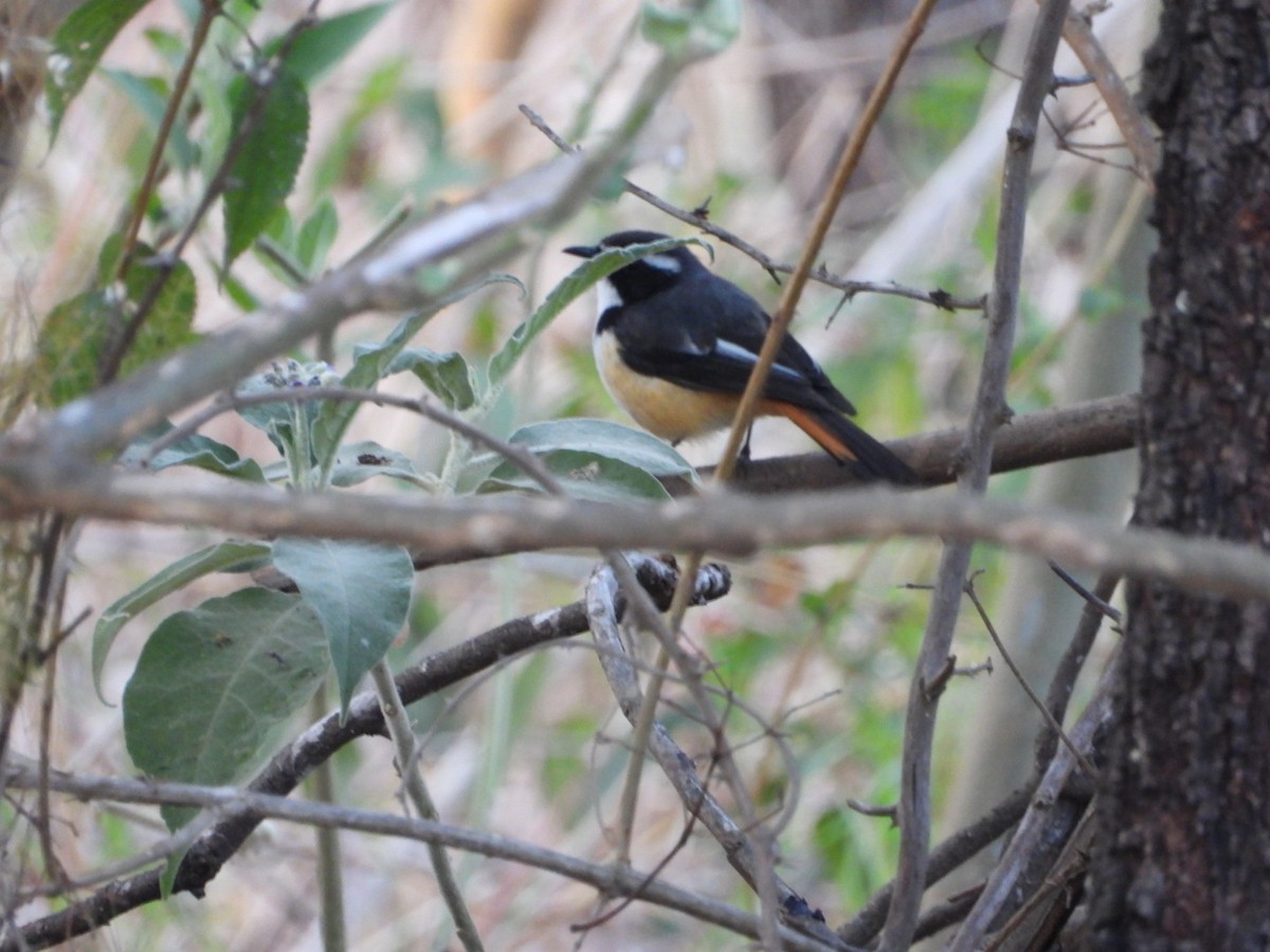 White-throated Robin-Chat - ML484090171