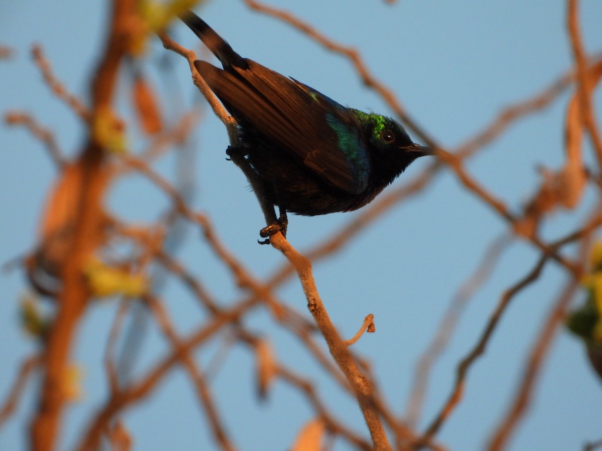 Purple-banded Sunbird - Lloyd Weber