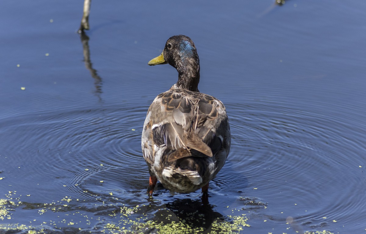 Mallard (Domestic type) - ML484091181