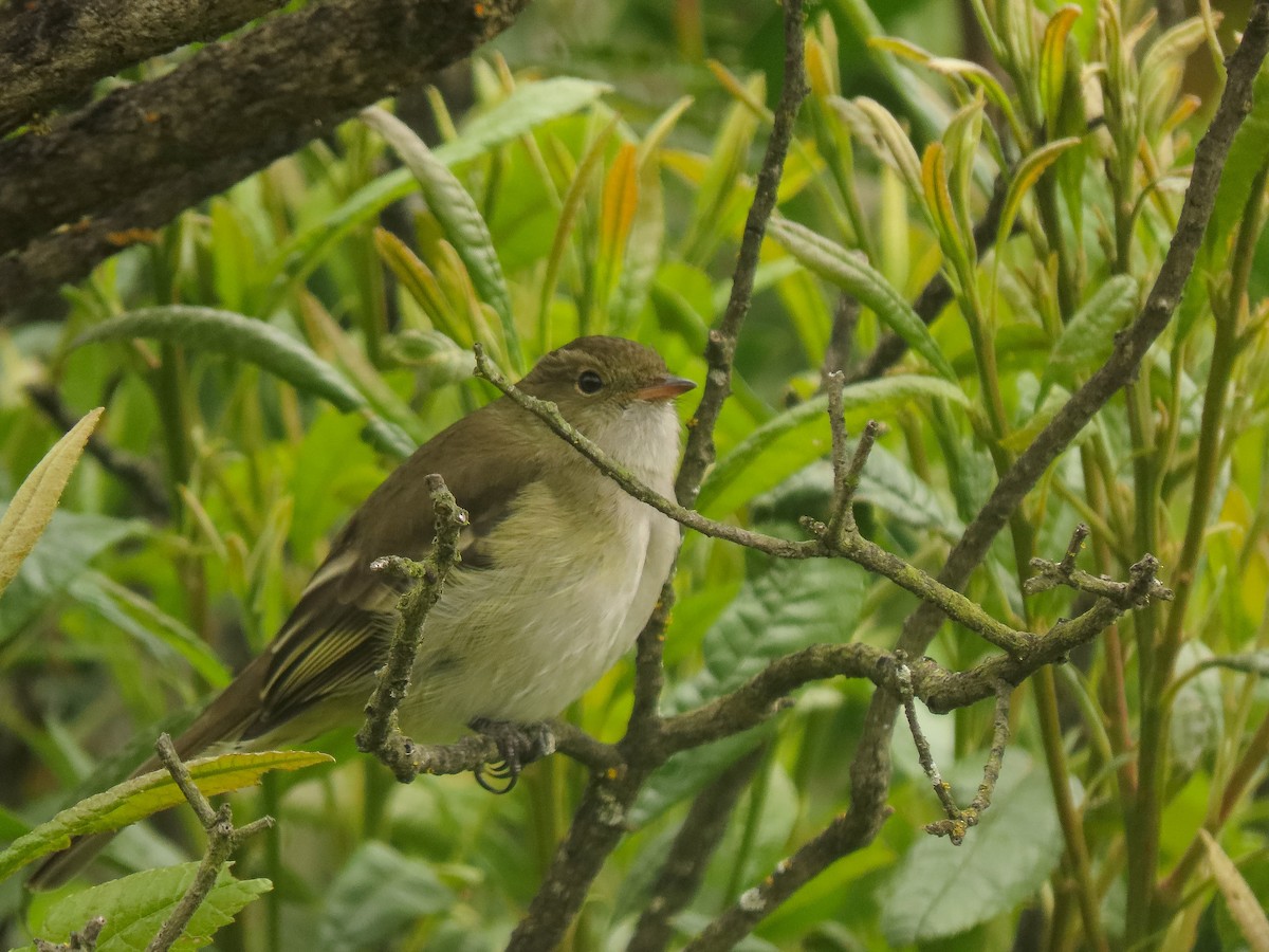 White-crested Elaenia (White-crested) - ML484091271