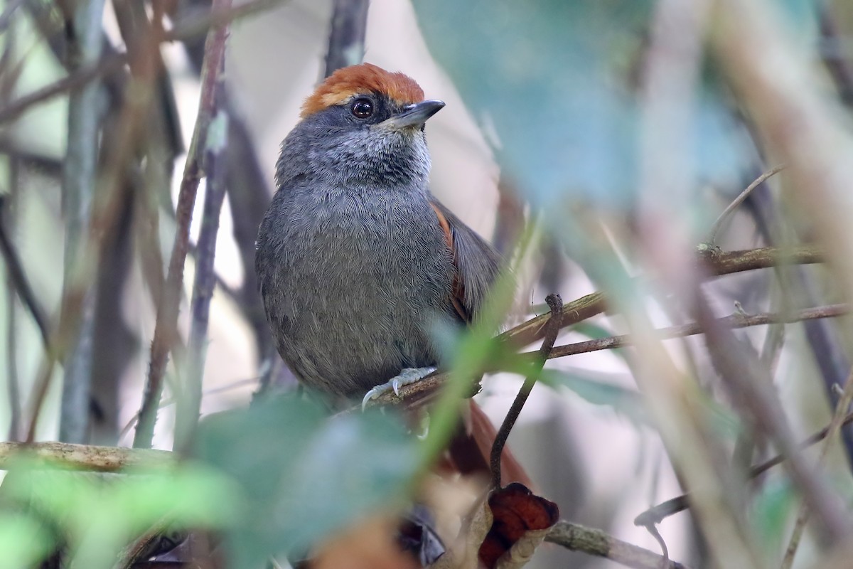 Bahia Spinetail - Phillip Edwards