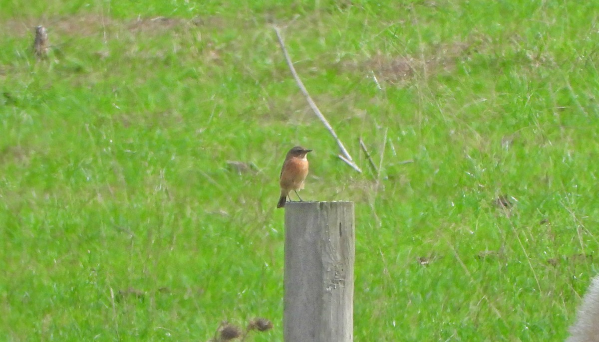 European Stonechat - ML484091681