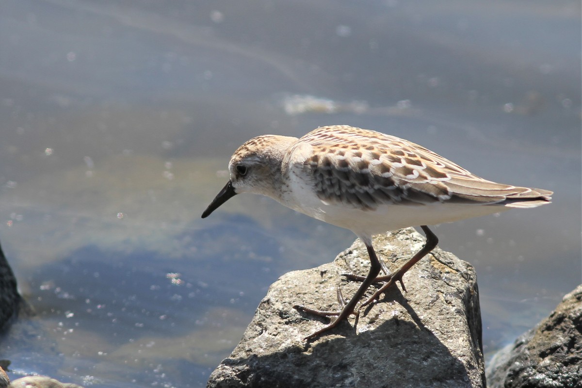 Semipalmated Sandpiper - ML484092821