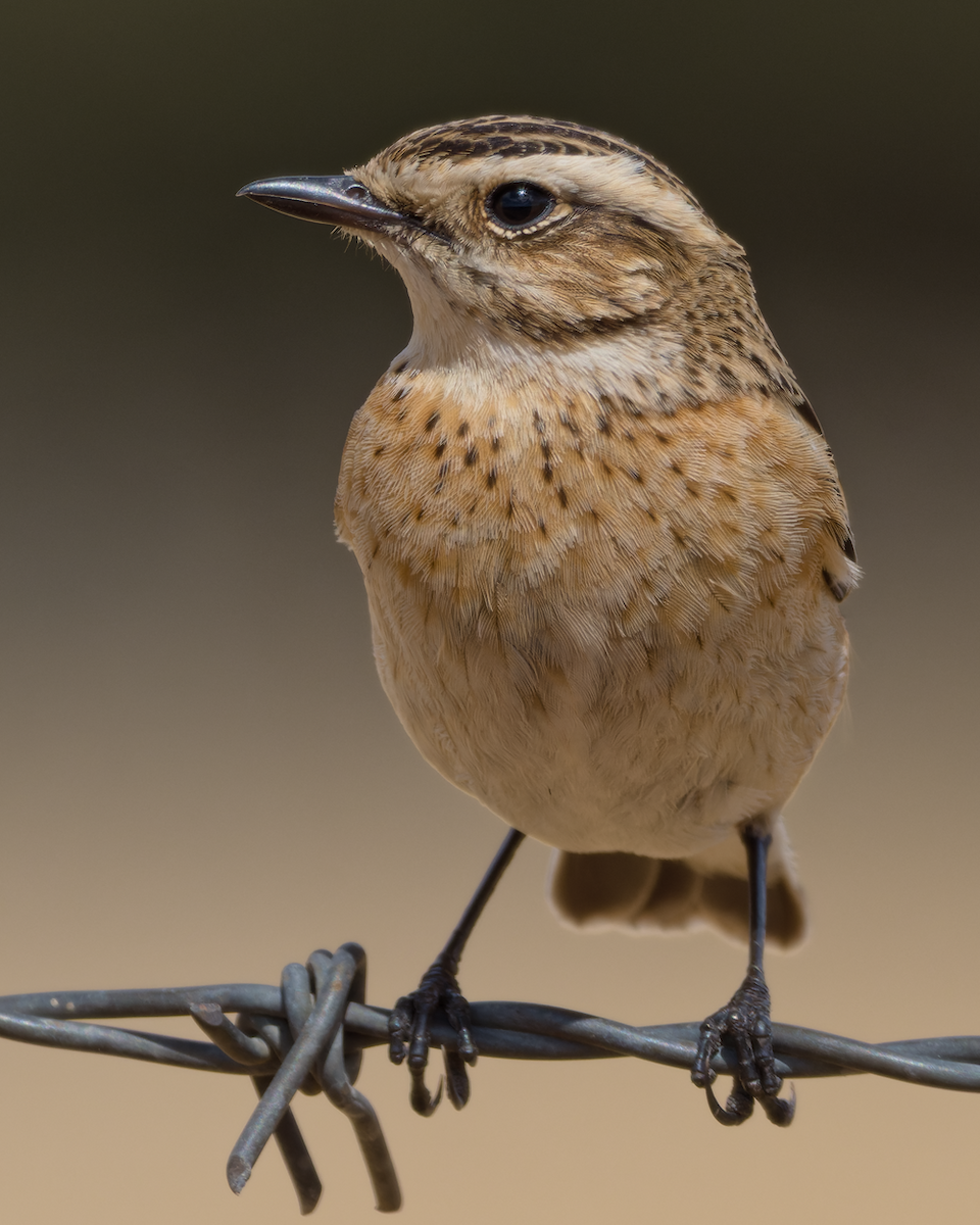 Whinchat - Juan Parra Caceres