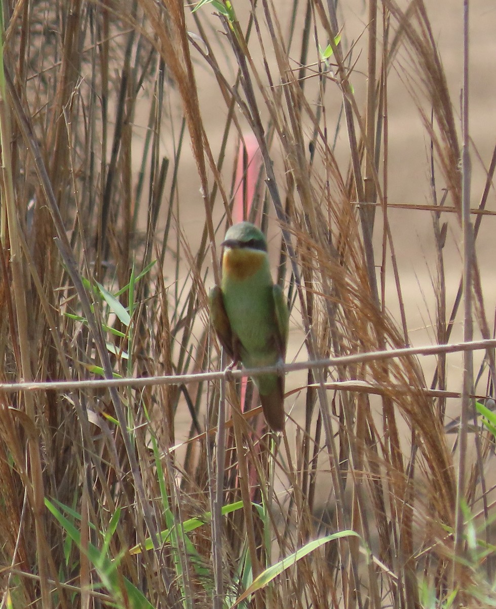 Blue-cheeked Bee-eater - Ute Langner