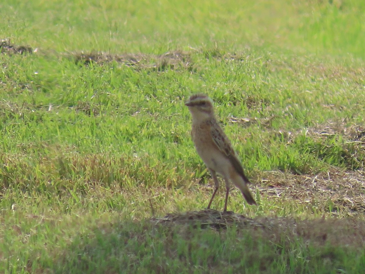 Whinchat - Ute Langner