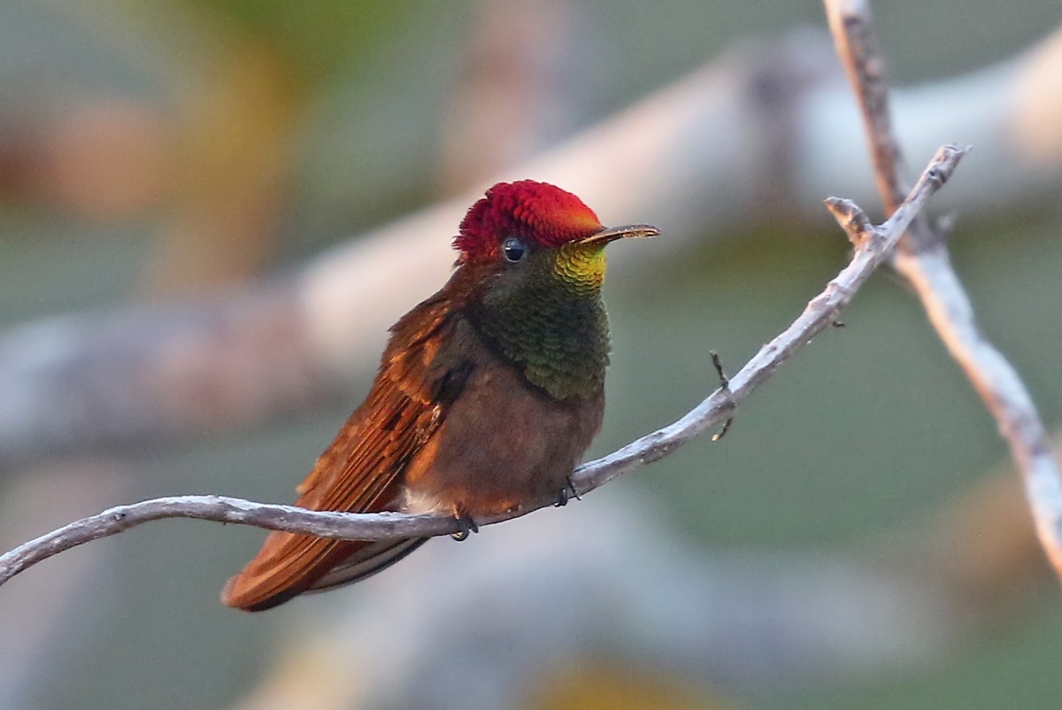kolibřík červenohlavý - ML484094381