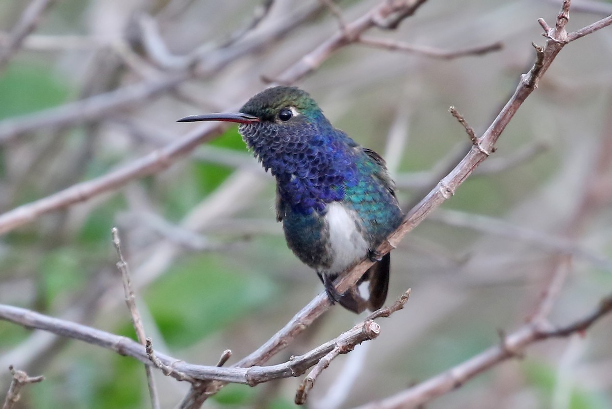 Sapphire-spangled Emerald (Sapphire-spangled) - Phillip Edwards