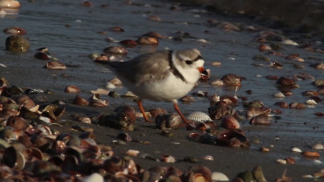 Piping Plover - ML484095