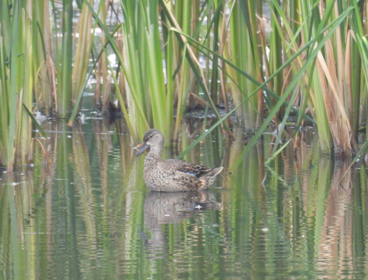 Blue-winged Teal - ML484095331