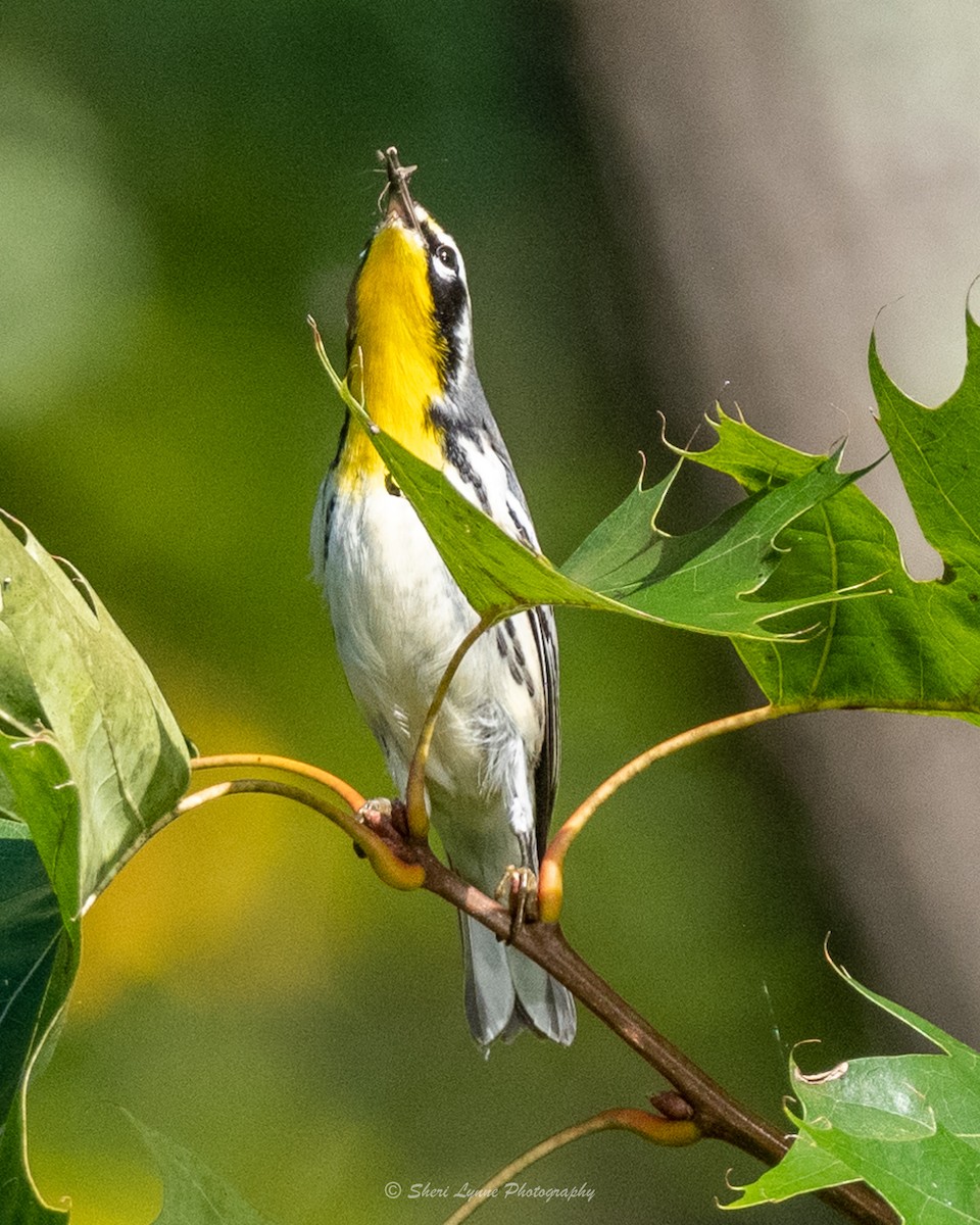 Yellow-throated Warbler - ML484098271