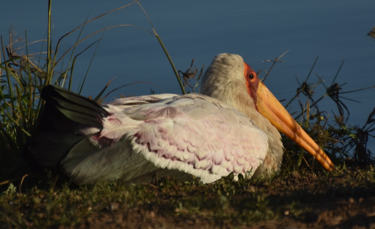 Yellow-billed Stork - ML484101201