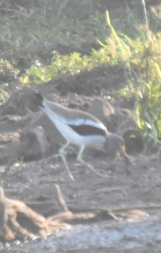 White-crowned Lapwing - ML484101331