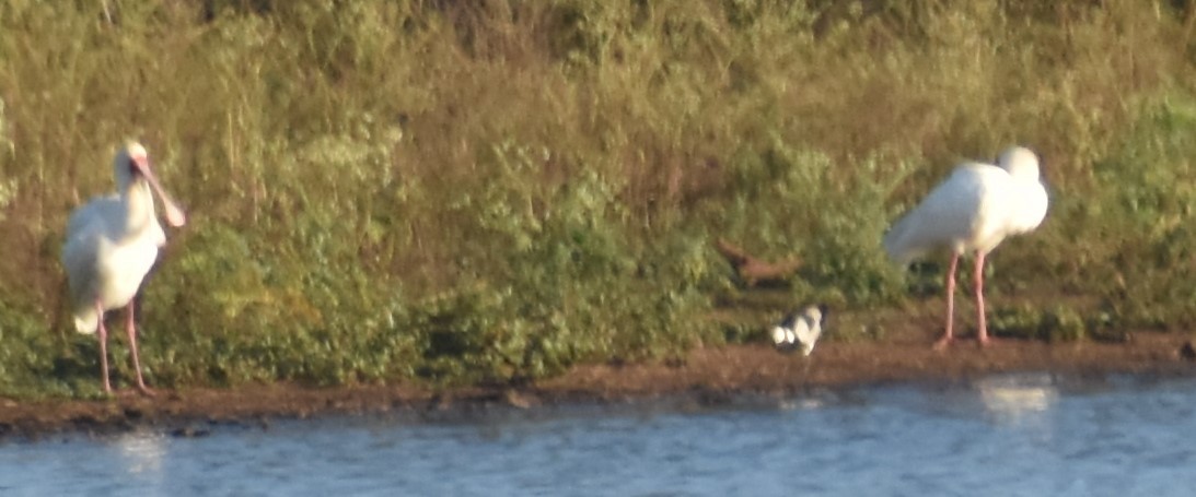 African Spoonbill - ML484101631