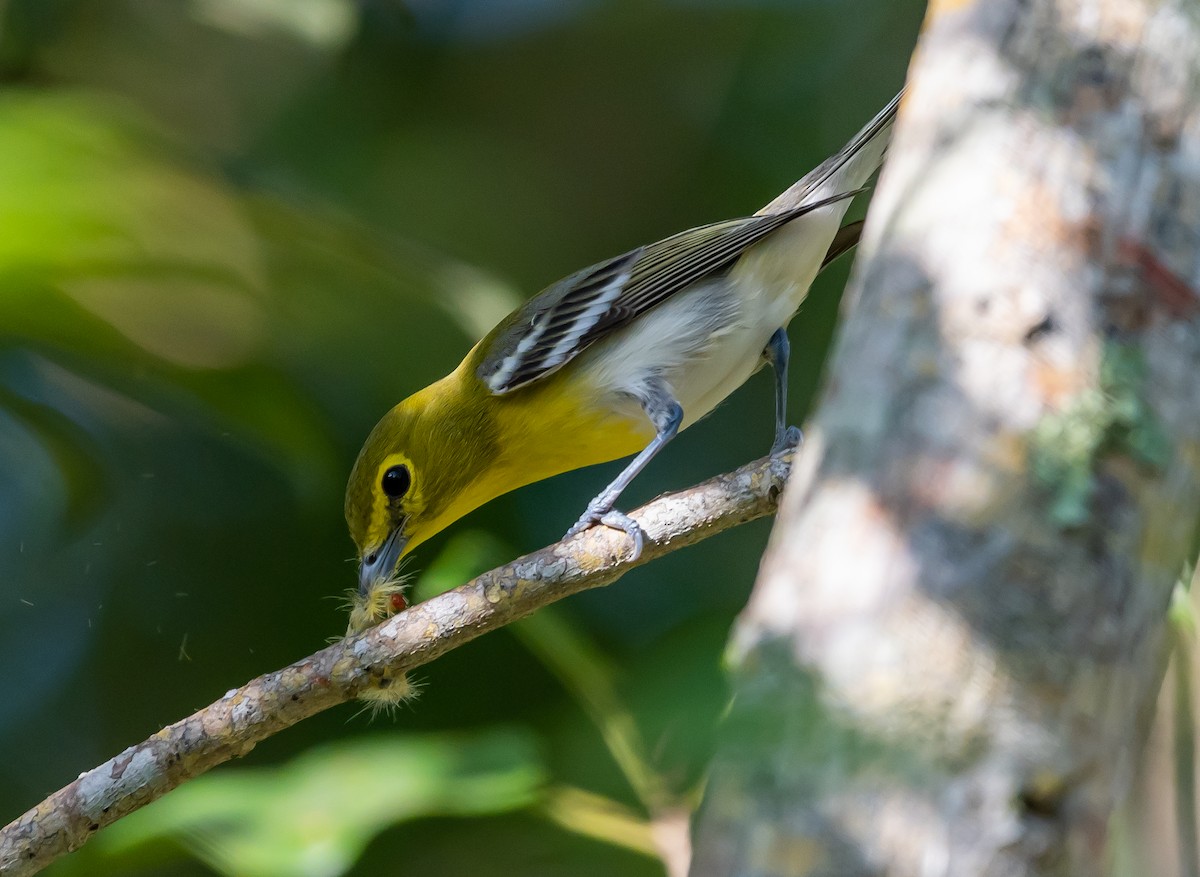 Yellow-throated Vireo - ML484103981