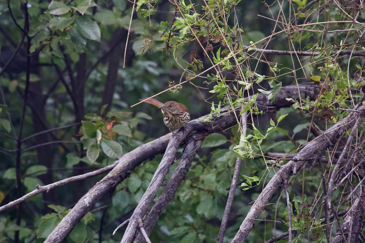 Brown Thrasher - ML484104181